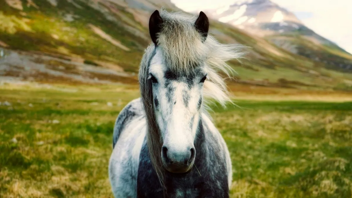 Equinofóbia (strach z koní)