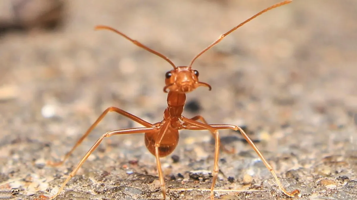 Entomofóbia (Strach z hmyzu)