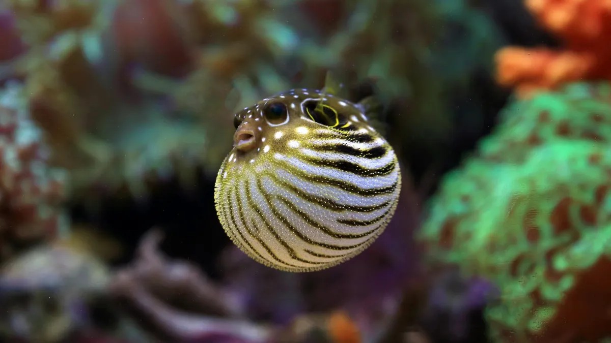 Otrava rybou fugu (smrteľná delikatesa)